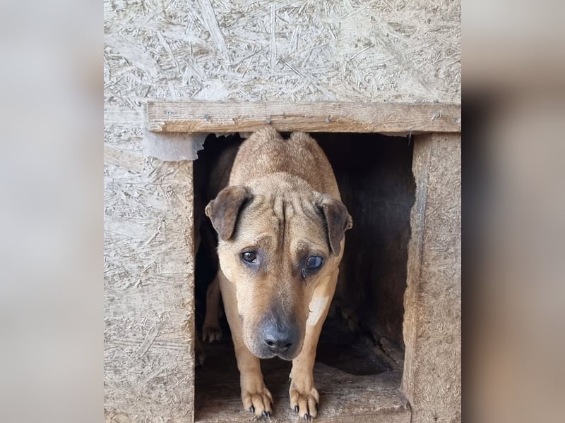 Szilva sucht ruhiges Zuhause