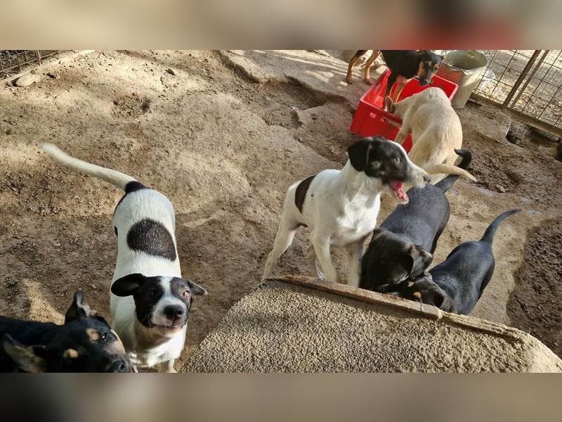 Leia, süße Maus sucht aktive Family