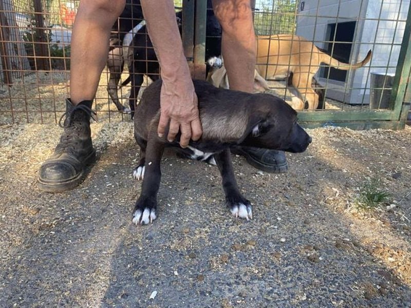 Nati, bildhübsches Hundemädchen