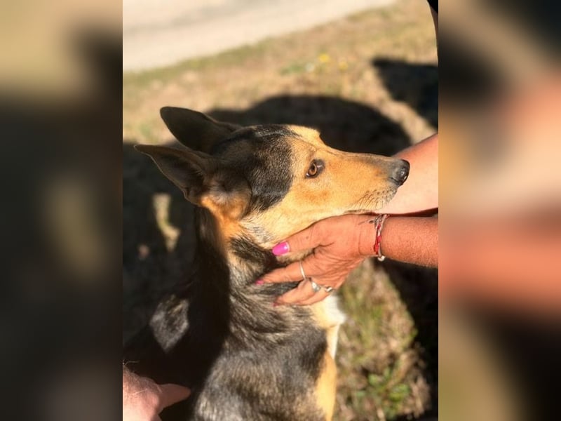 Trevor, kleiner Süssling sucht ein Zuhause