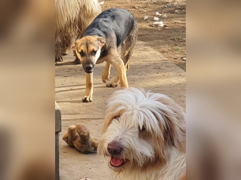 Csipet, lernwillig und zurückhaltend