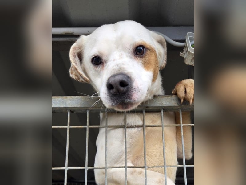 Imre , erobert alle Herzen im Sturm, möchte endlich gesehen werden