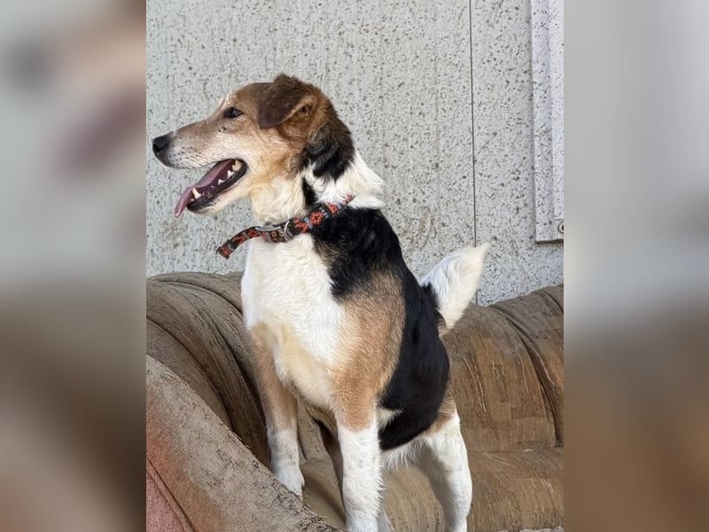 Lucky, Glück im Unglück….super lieb und freundlich