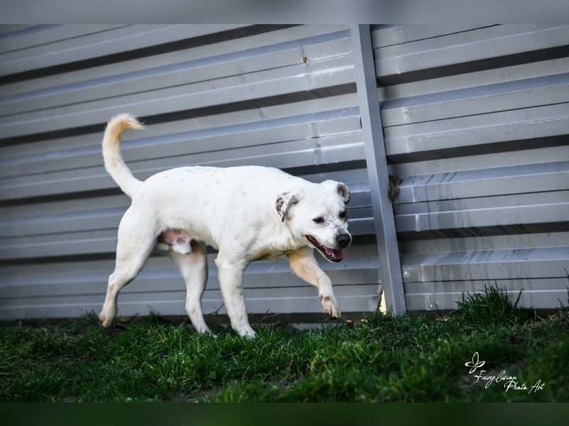 Imre , erobert alle Herzen im Sturm, möchte endlich gesehen werden