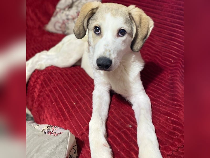 Margarita-sucht ein Zuhause/Pflegestelle