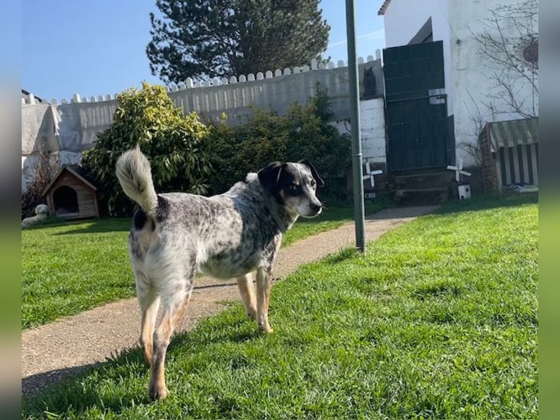 Pepsi, süßer Senior spielt noch gerne Ball