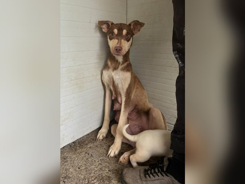 Stella, Mädel,1 ½ Jahre, ca. kniehoch, wird offener, ist ein bisschen vorsichtig bei Menschen