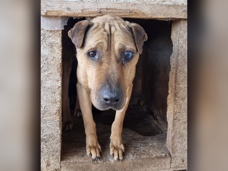 Szilva sucht ruhiges Zuhause