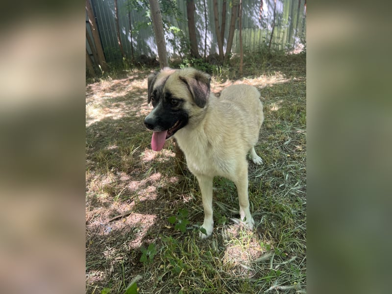 Safira, 2 ¾ -jähriges Mädchen, ca. kniehoch, freundlich, verspielt, offen