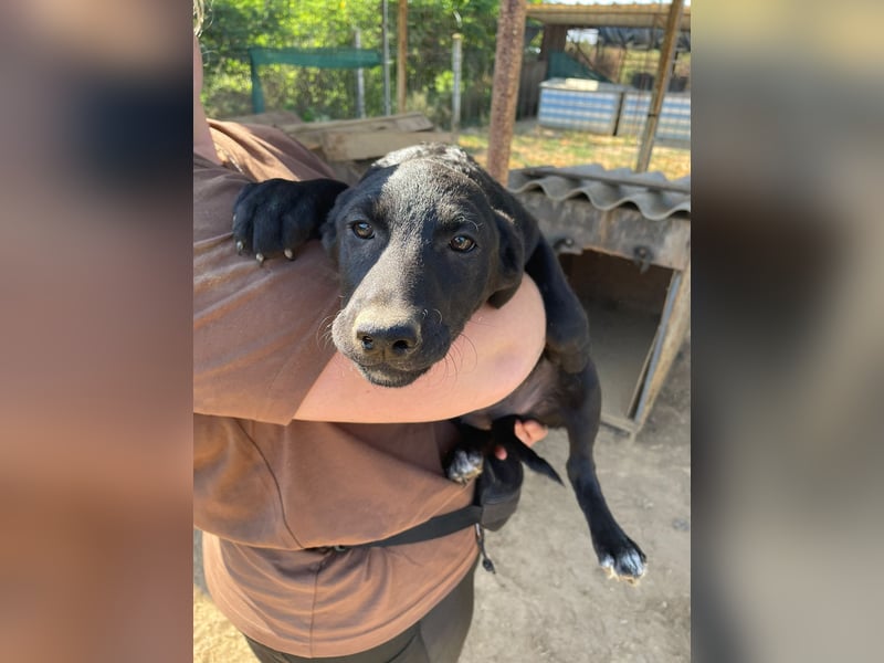 Vera, eine von vielen schwarzen Schnuckelmäusen