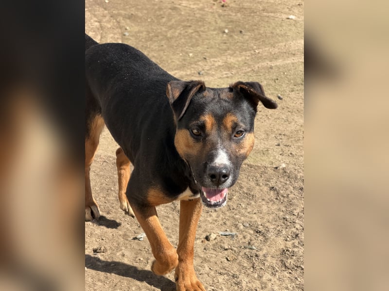 Flector, aufgeschlossene Hündin im Besten Alter