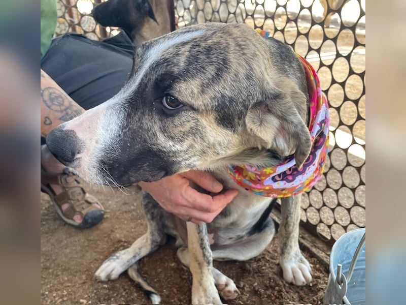 Nathan, aktiv und verspielt