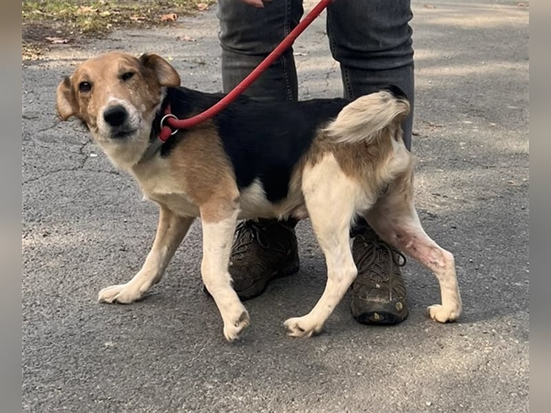 Lucky, Glück im Unglück….super lieb und freundlich