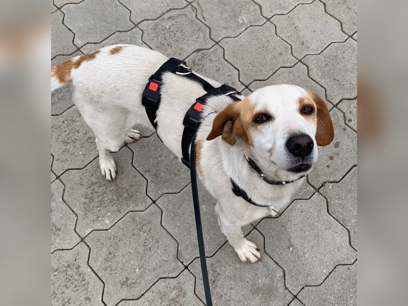Lio- Mischlingshund sucht ein Zuhause-vorgemerkt