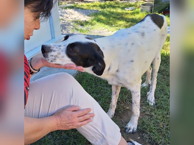 Iris: sucht ein Zuhause
