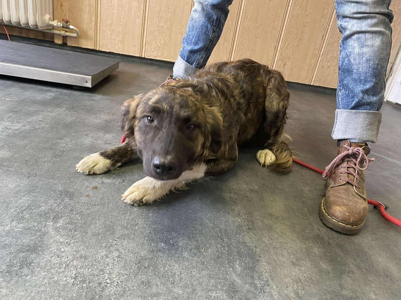 Dombi, junger Hund mit großem Herz