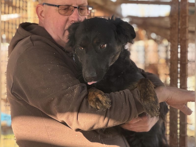 Liget, süße Hundemama sucht ihre Familie