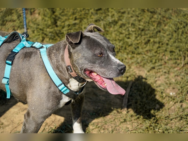 Killi - kompakt&kuschelig Vermittlung nur für A/CH/NL/SWE