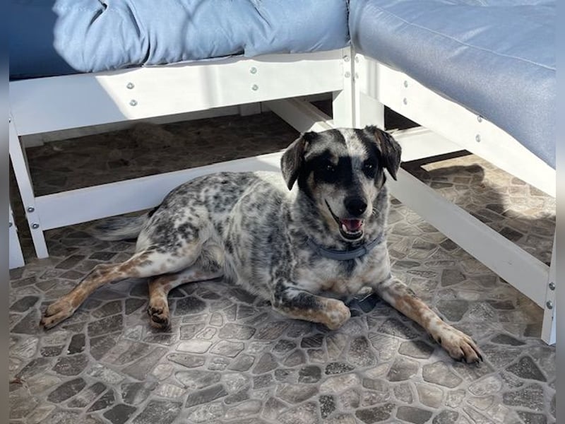 Pepsi, süßer Senior spielt noch gerne Ball