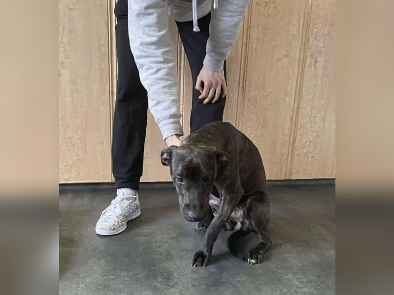 Adidas, sportlich und aktiv