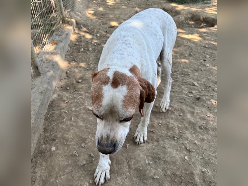 Odysseus sucht ein Zuhause