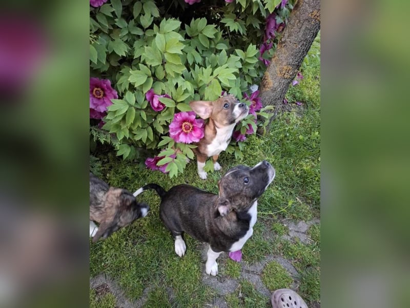 Holly, verspielt und niedlich