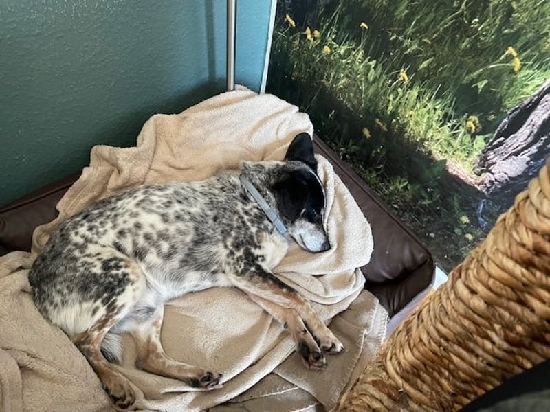 Pepsi, süßer Senior spielt noch gerne Ball