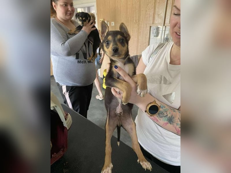 Trevor, kleiner Süssling sucht ein Zuhause