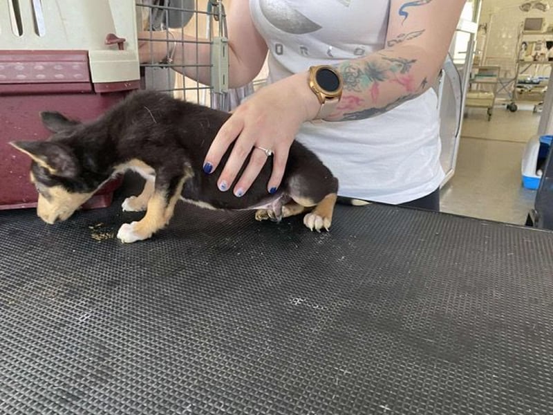 Trevor, kleiner Süssling sucht ein Zuhause