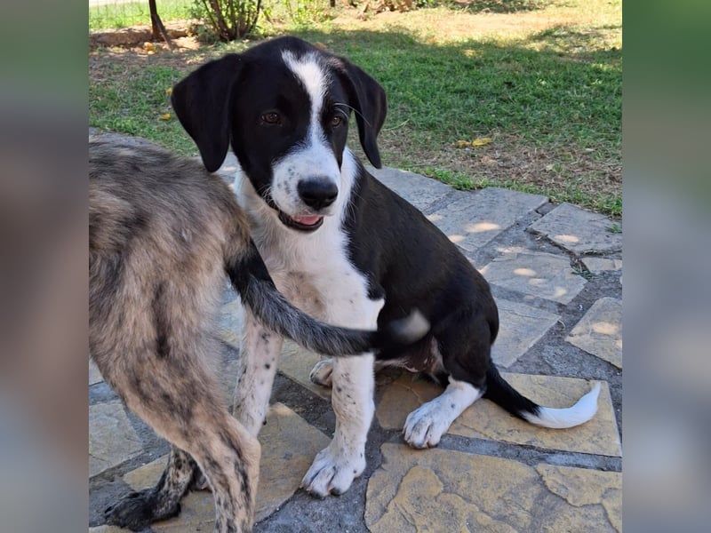 Sophia sucht ein Zuhause / eine Pflegestelle