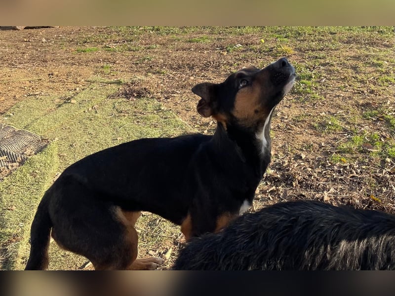 Flector, aufgeschlossene Hündin im Besten Alter
