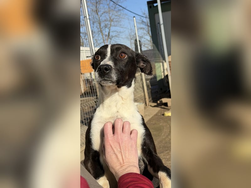 Collie, noch so jung …..wer möchte ihr die Welt zeigen?