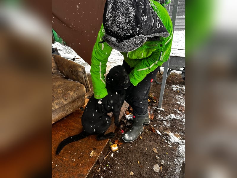 Ozzy, Black and Beautiful