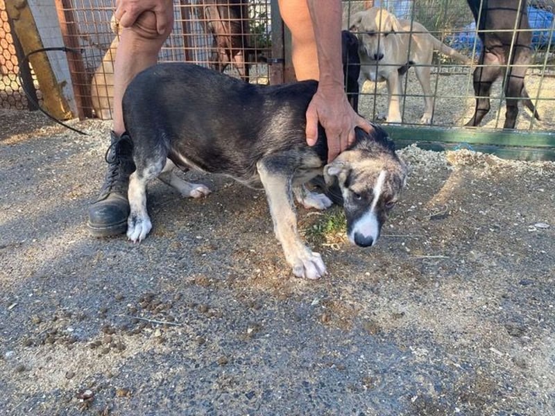 Nathan, aktiv und verspielt