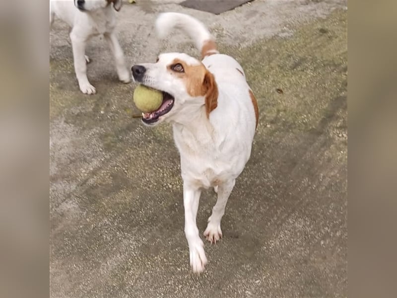 Lio- Mischlingshund sucht ein Zuhause/Pflegestelle