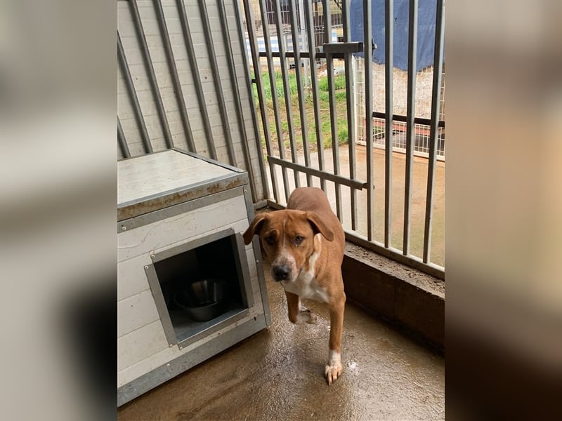 Livi sucht souveräne Menschen, gerne als Zweithund