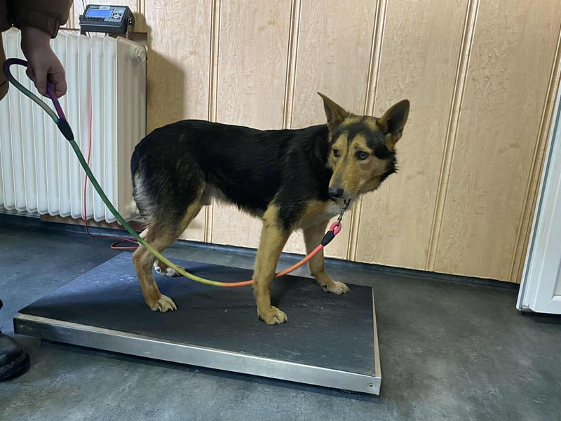 Trevor, kleiner Süssling sucht ein Zuhause