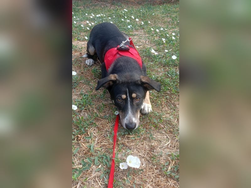 Nelly sucht ein zu Hause