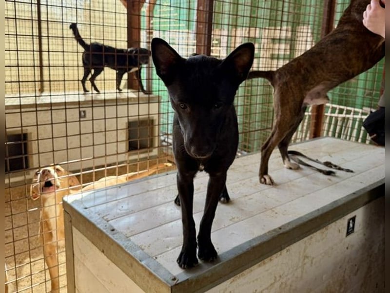 Sonic, kleiner aktiver Sonnenschein sucht…