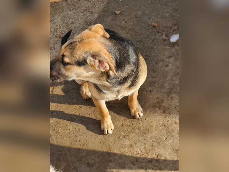 Csipet, lernwillig und zurückhaltend