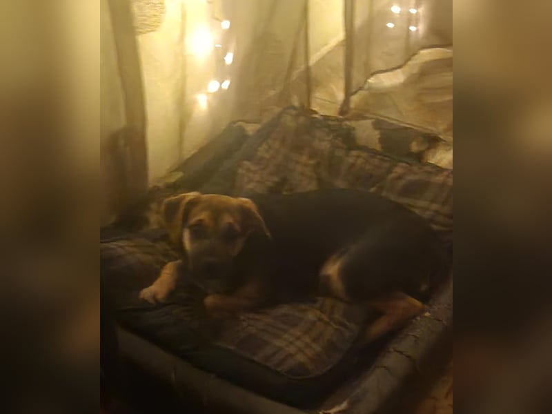 Csipet, lernwillig und zurückhaltend