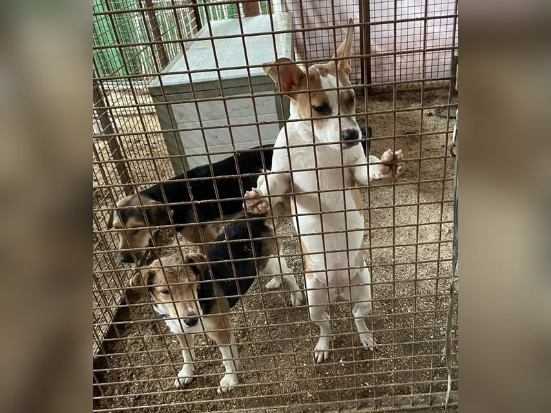 Tina, verspielt und freundlich. Vermittlung nur nach A/CH/NL oder SWE