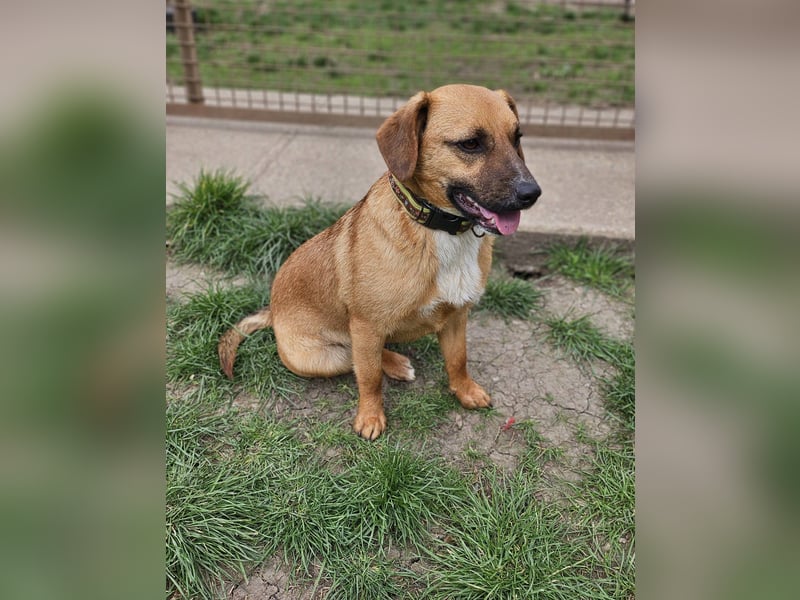 Sonnenschein Kisbarna sucht ihr Rudel