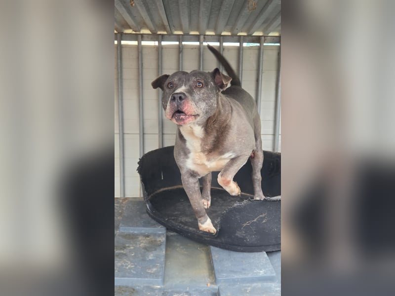 Killi - kompakt&kuschelig Vermittlung nur für A/CH/NL/SWE