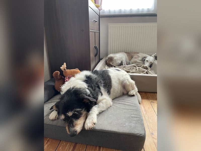 Foltina,Knutschkugel  darf auf der Pflegestelle in Zülpich besucht werden