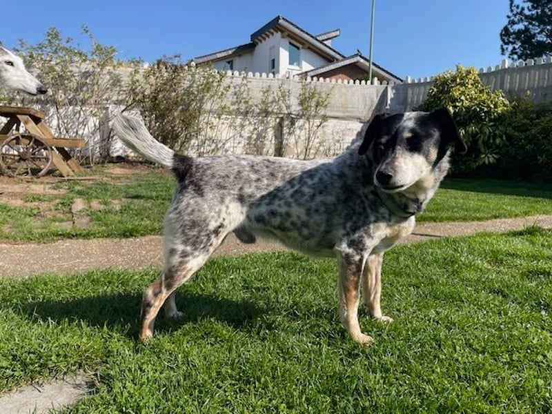 Pepsi, süßer Senior spielt noch gerne Ball