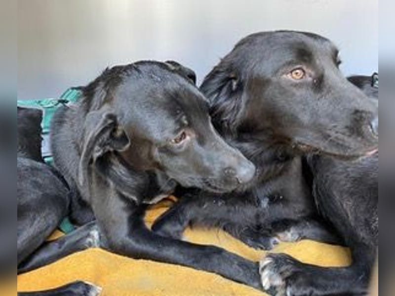 Rebeka, freut sich auf ihre Menschen auf Pflegestelle in Kerpen