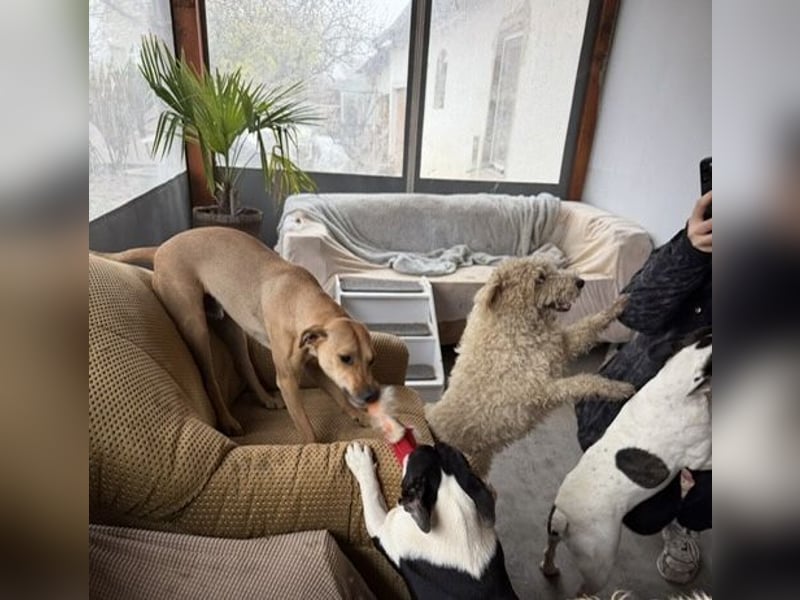 Pedro, zutraulich und lernwillig