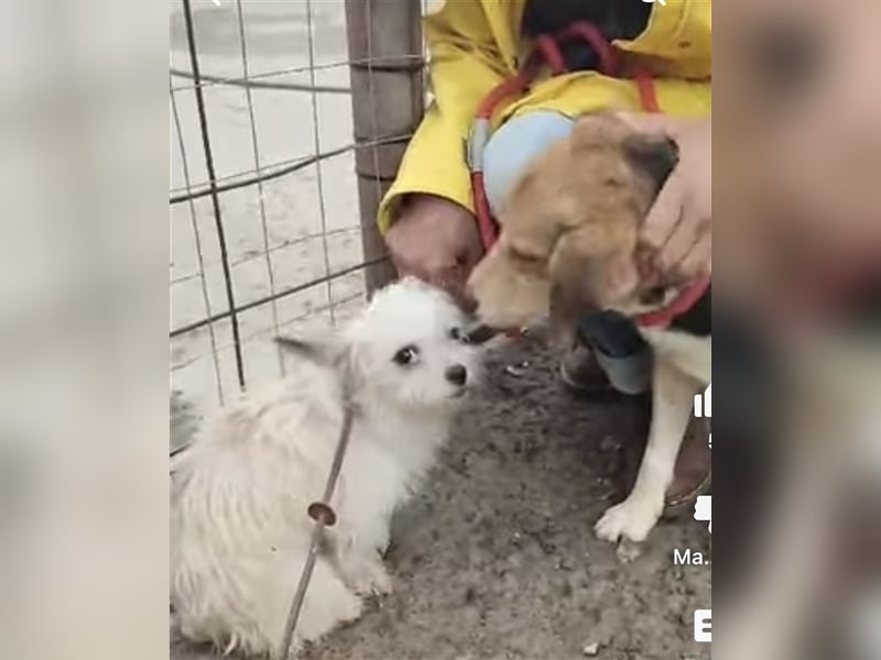 Lucky, Glück im Unglück….super lieb und freundlich