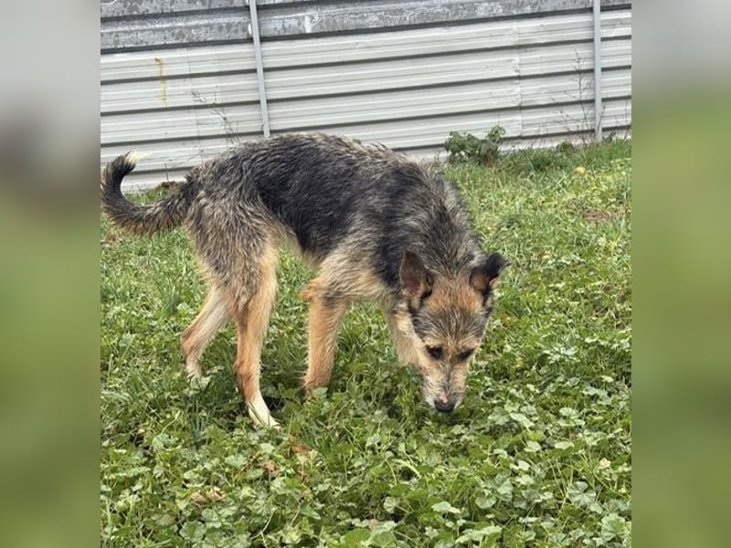 Ina, verspielt und freundlich